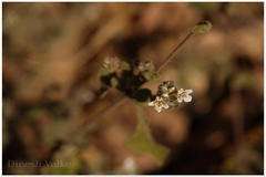 Lepidagathis fasciculata